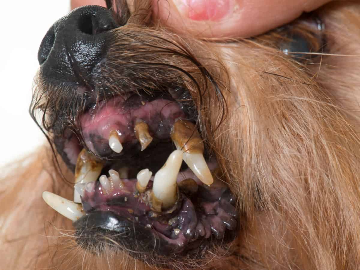 Senior Dog Dental Disease