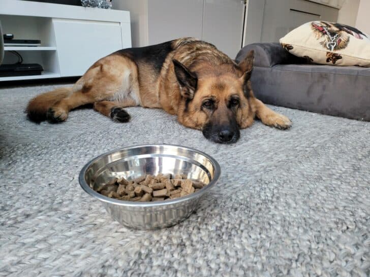 Should I Take My Dog's Food Away If He Doesn't Eat It? A dog lying beside his bowl of food and not eating it.