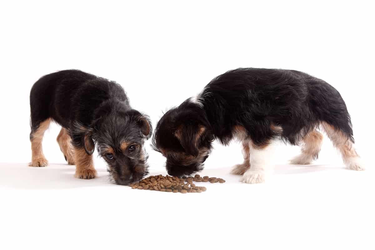 Two Dogs Eating Kibble one by one