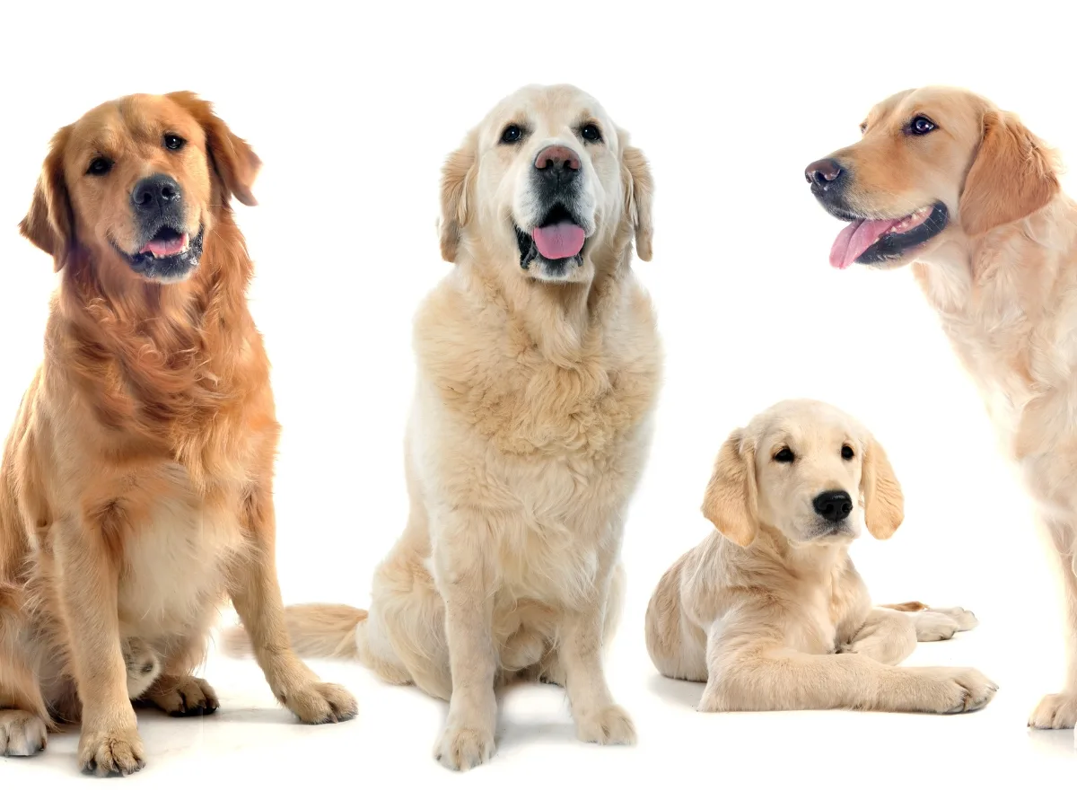 Types of Golden Retrievers. Various Golden Retrievers (American and English)