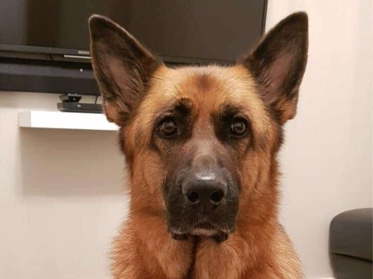 Why Does My GSD Stare At Me? A German Shepherd staring at her owner.