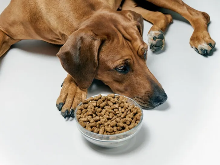 Why Won't My Dog Eat Dry Food? A dog lying beside a bowl of kibble and not eating it.