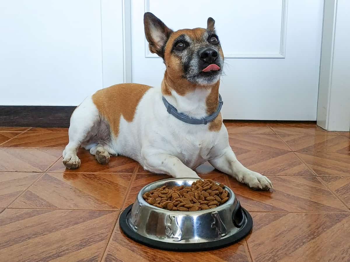 A dog lying next to its bowl of food, not eating.