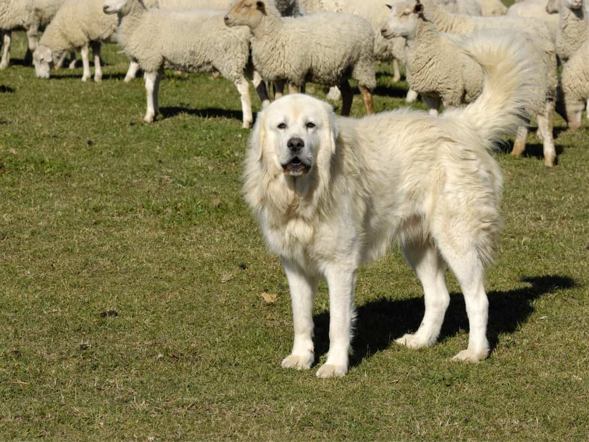 Working Great Pyrenees. A Great Pyrenees guarding sheep.