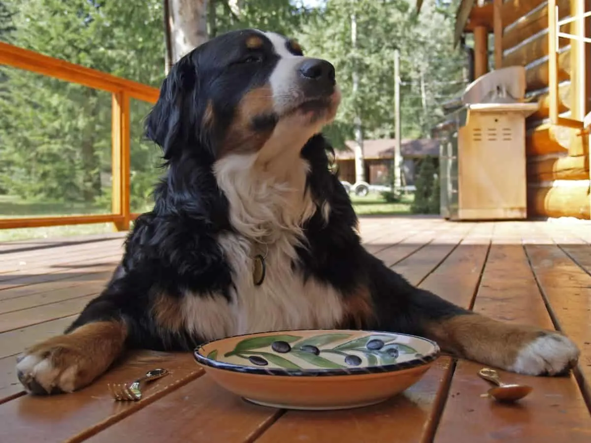 Bernese Mountain Dog Waiting for Food