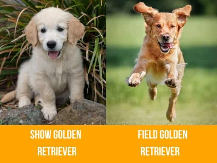 Difference Between Field and Show Golden Retriever. A Show Golden Retriever alongside a Field Golden Retriever.