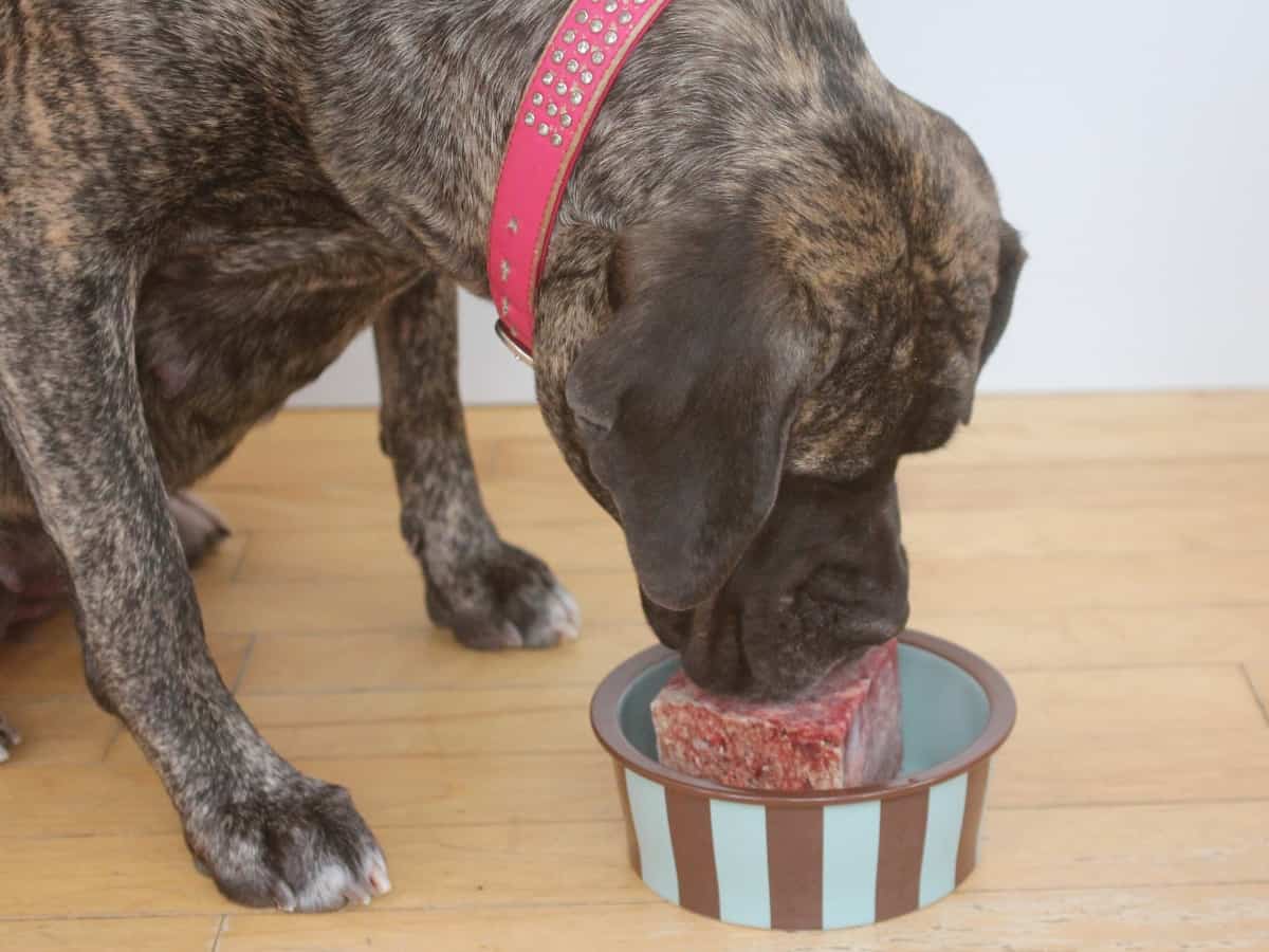 Large Dog Eating Raw Food