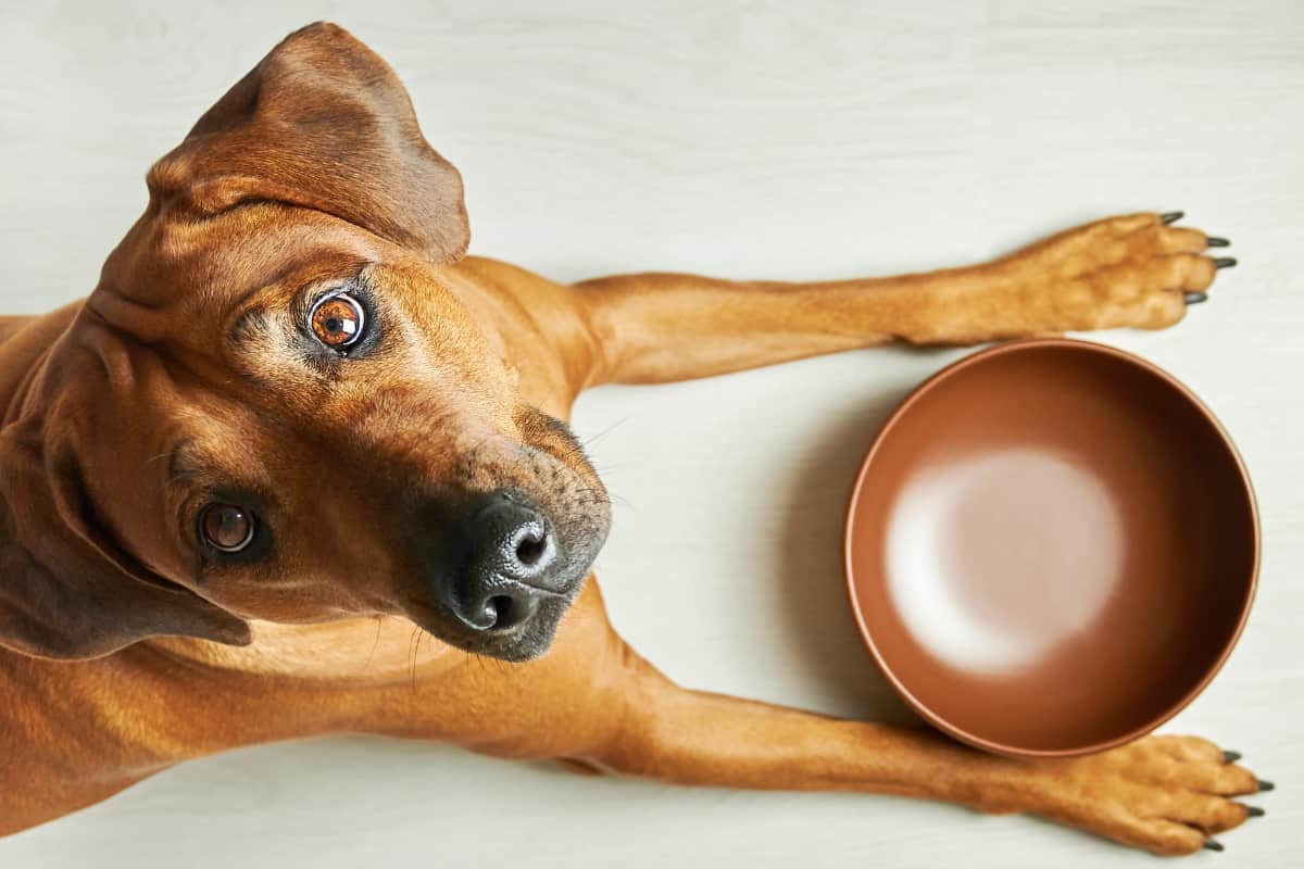 Dog With Empty Bowl