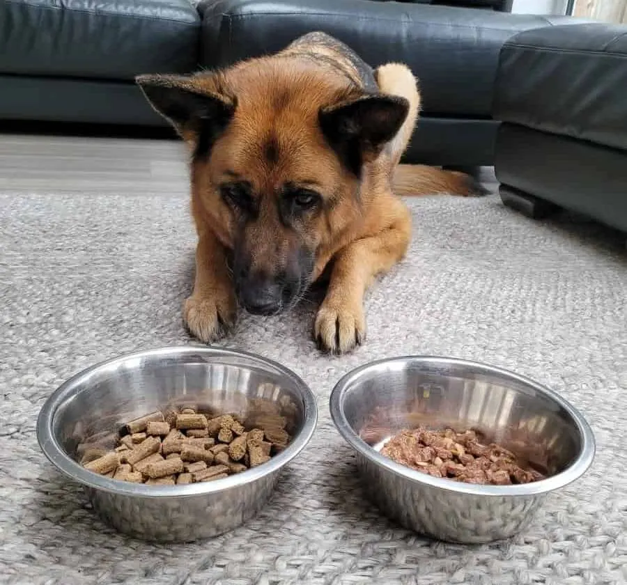 Dry Dog Food vs. Wet. A German Shepherd looking at a bowl of dry food (kibble) and a bowl of canned food.