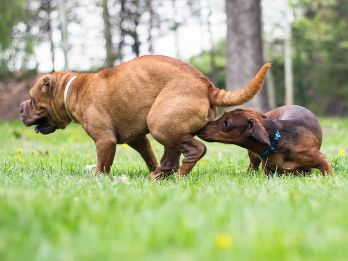 Female Dog In Heat. A male dog sniffs a female on her heat cycle.
