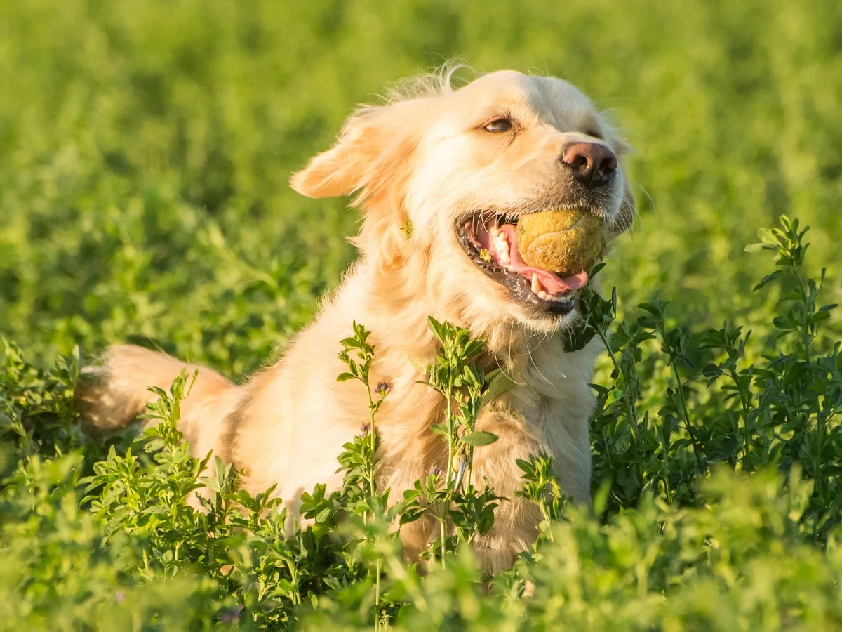 Happy Golden Retriever Chewing a Ball. Ears Slightly Back.