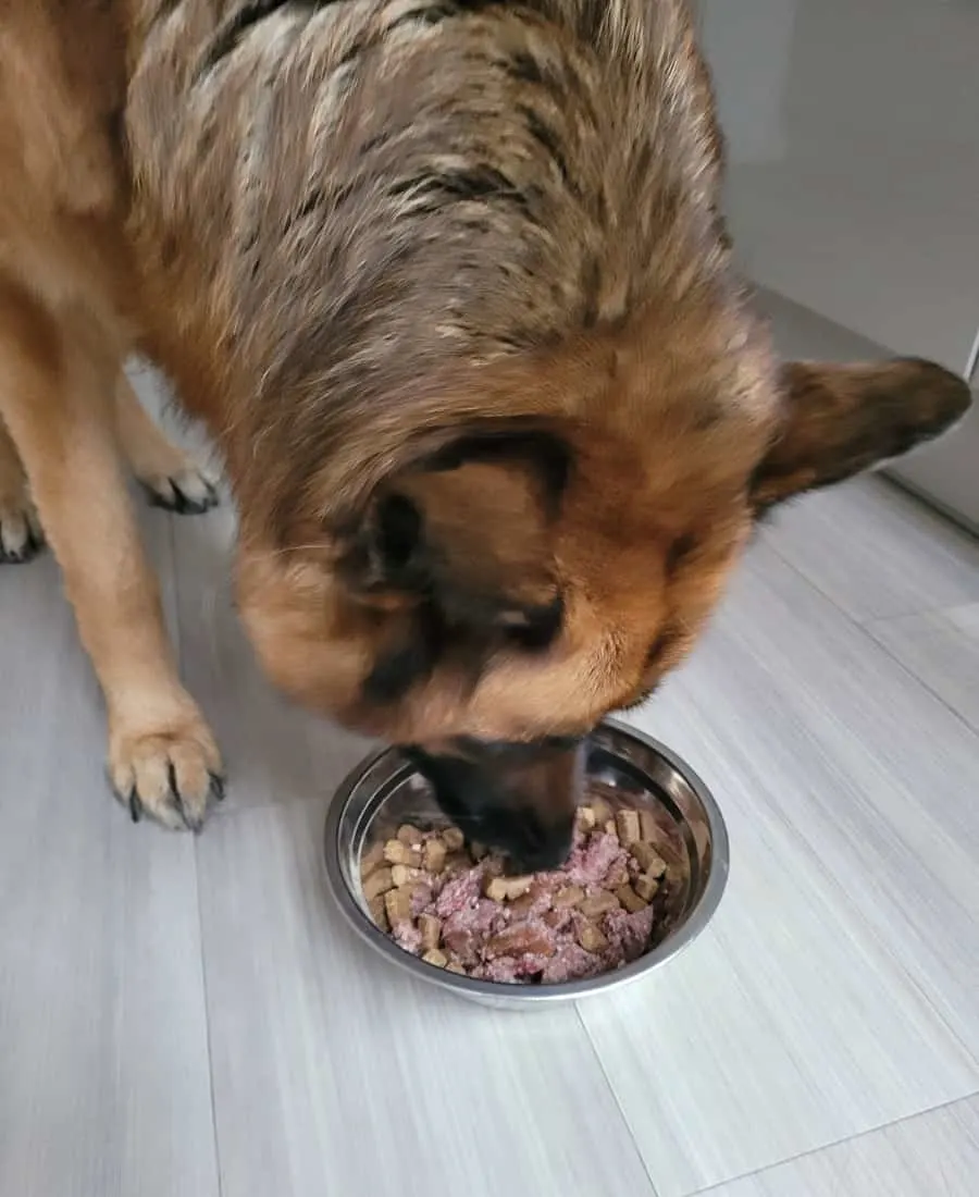 Large Breed Dog Eating a Mix of Dry and Wet Food