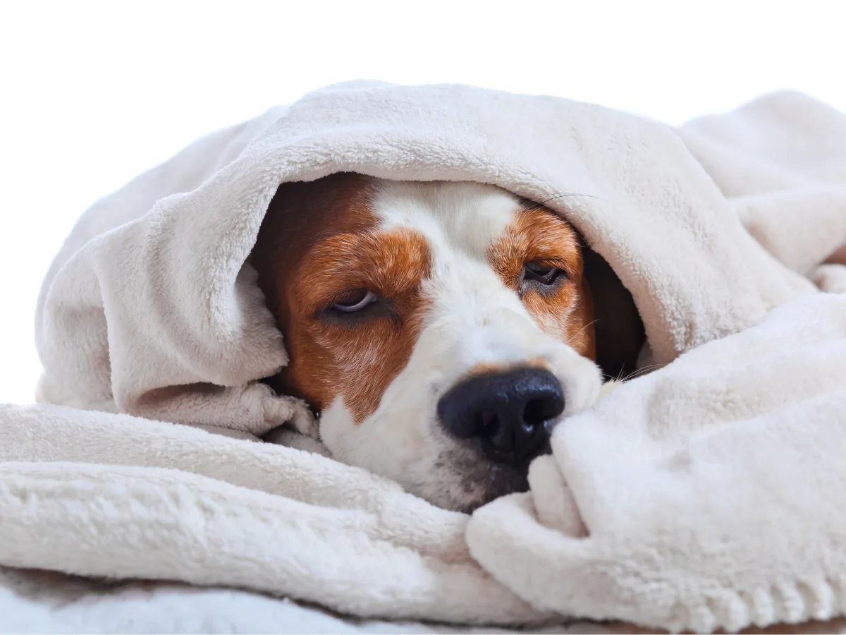 Sick Dog. Unwell dog resting under a blanket.
