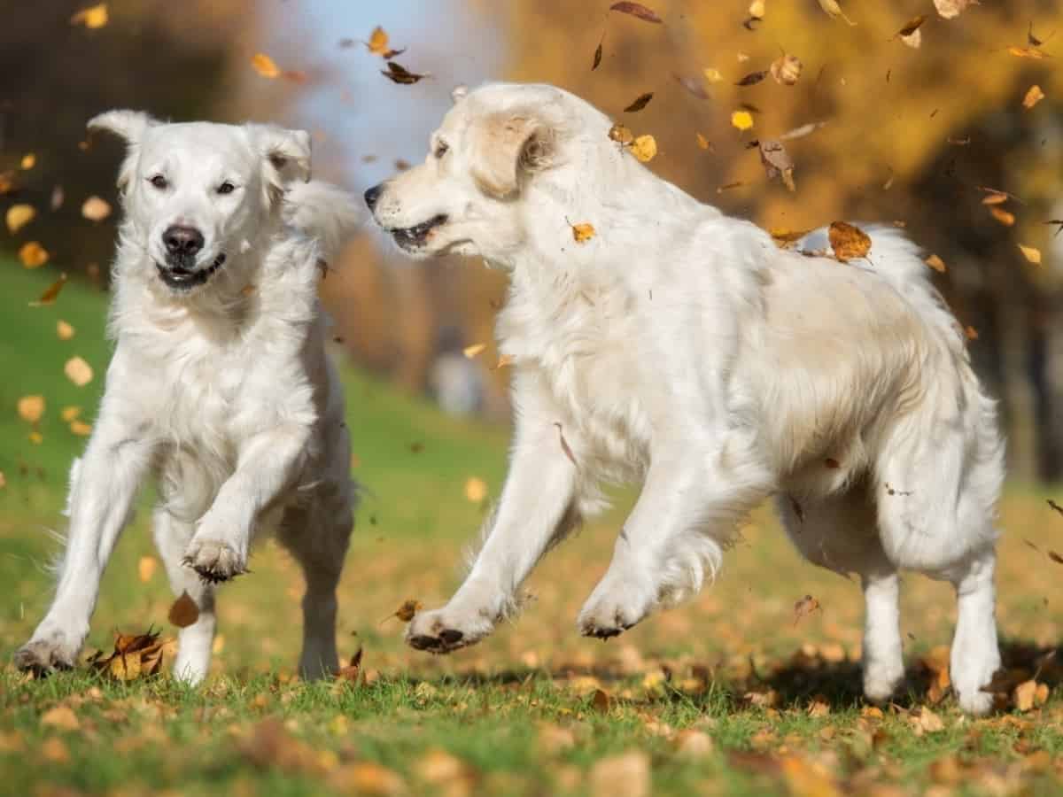Two Golden Retrievers Playing In The Fall