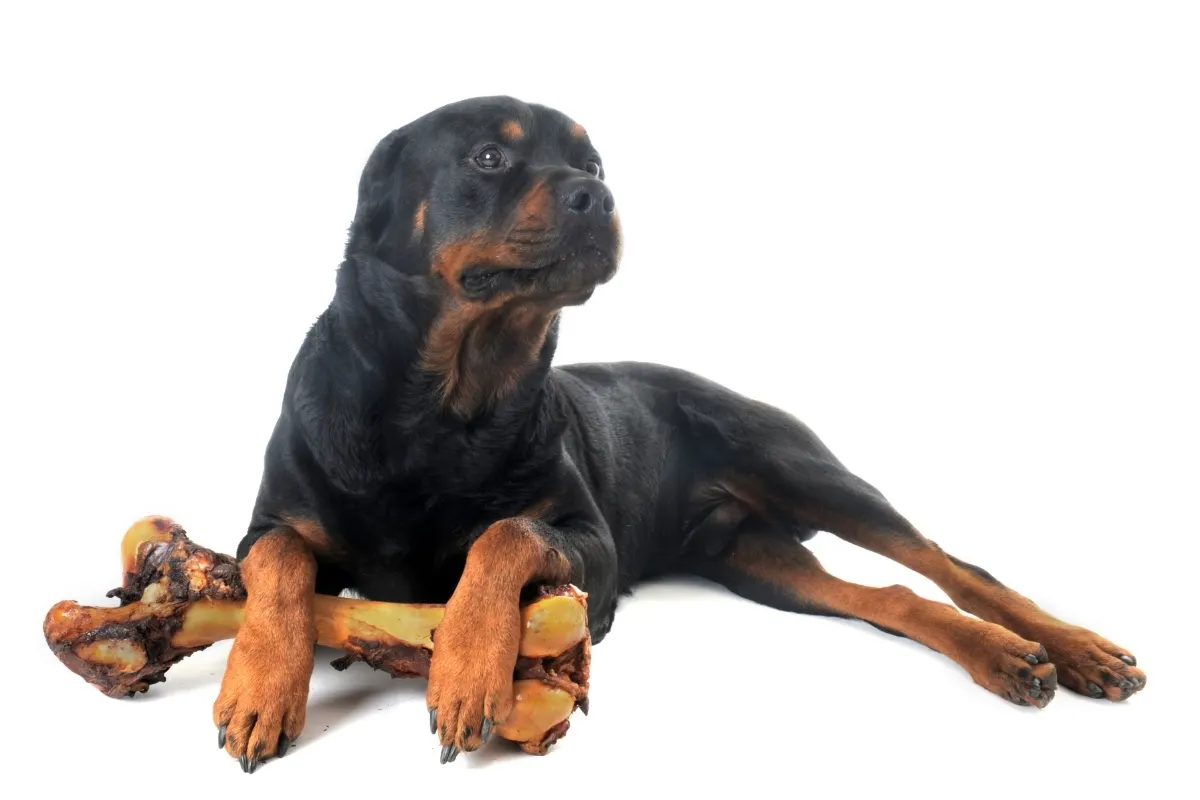What Bones are Safe for Big Dogs? A Rottweiler with a large raw bone.