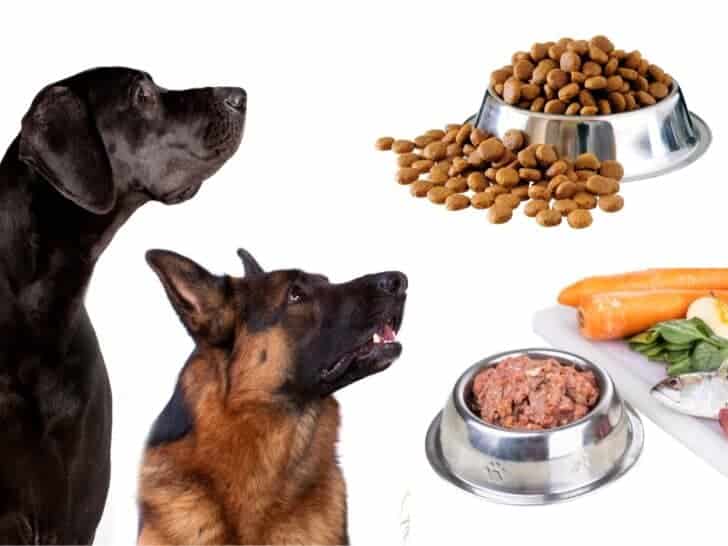 What Is The Best Diet For Large Dogs?