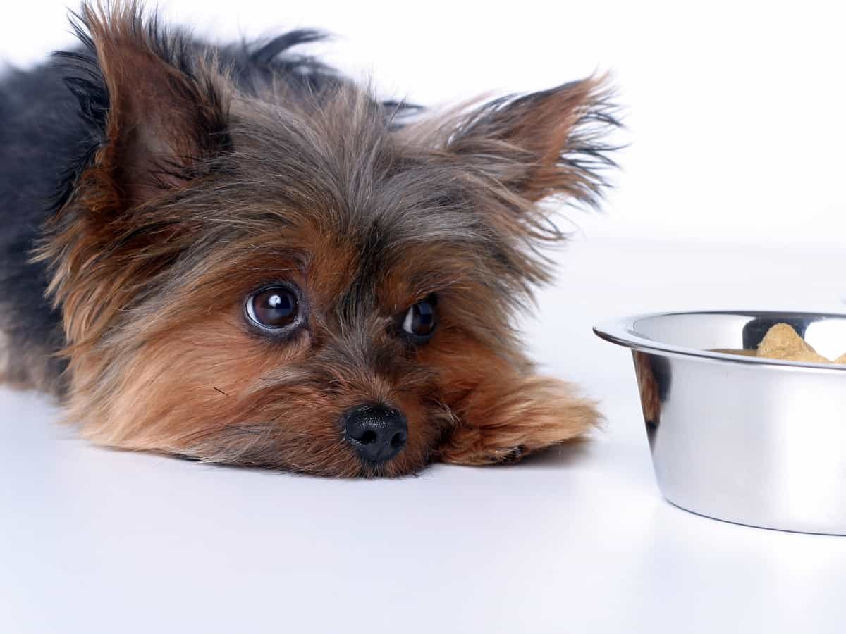 A Yorkie in heat looking at its bowl of food due to loss of appetite.