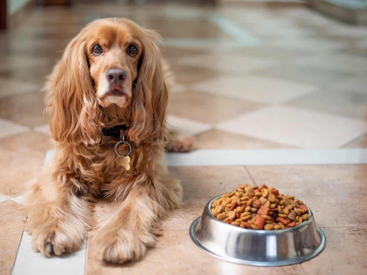 Cocker Spaniel Laying Next to Bowl of Food. Why won't my dog eat in front of me?