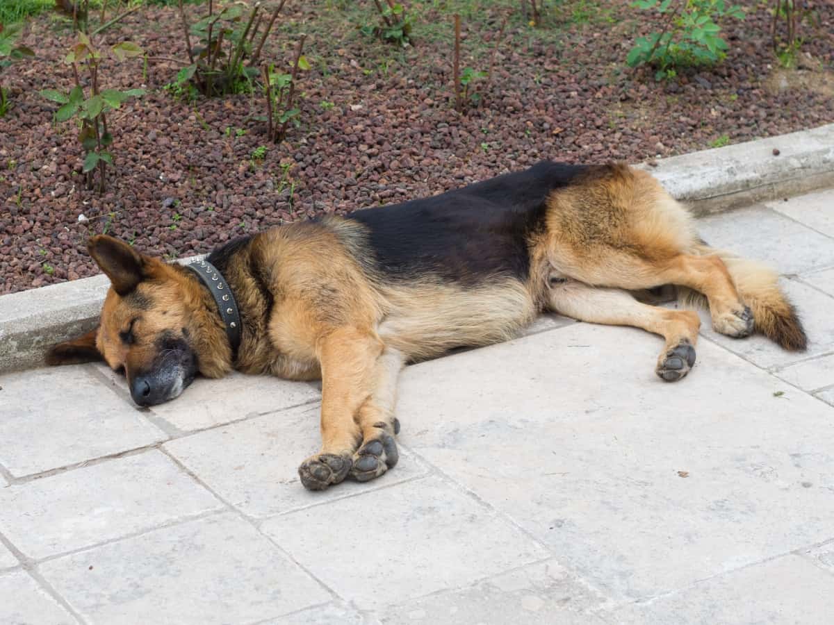 Do GSDs Like To Be Petted? A GSD sleeping.