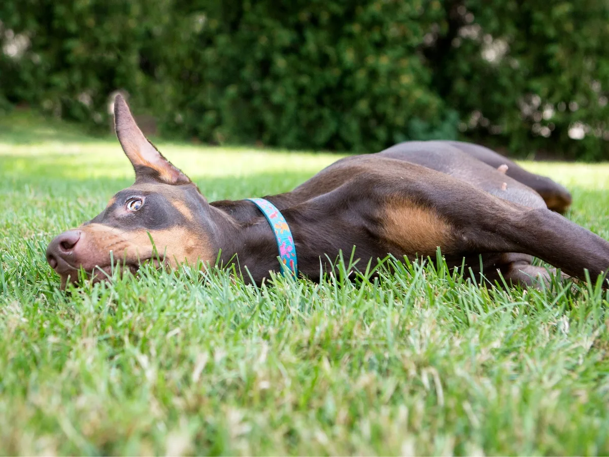 Doberman Resting on the grass. 