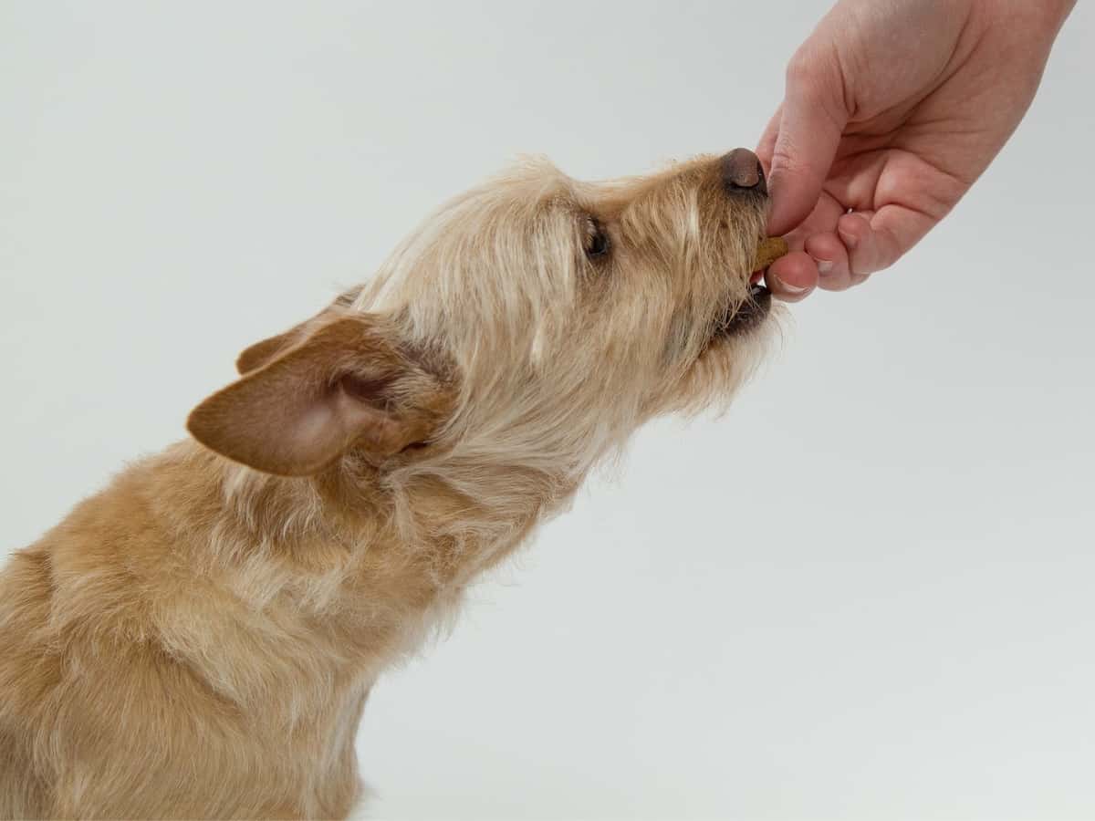 Why won't my dog eat unless I hand feed him? Dog being hand fed.