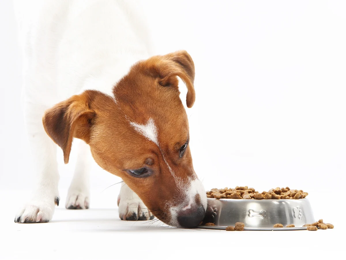 Dog Pushing Food Bowl Away With Nose