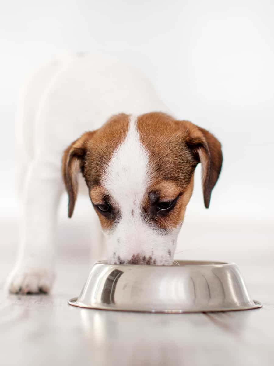 Dog Eating from Food Bowl