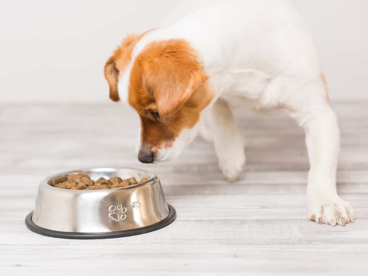 Why does my dog eat one kibble at a time? A Dog Looking at His Bowl of Kibble.