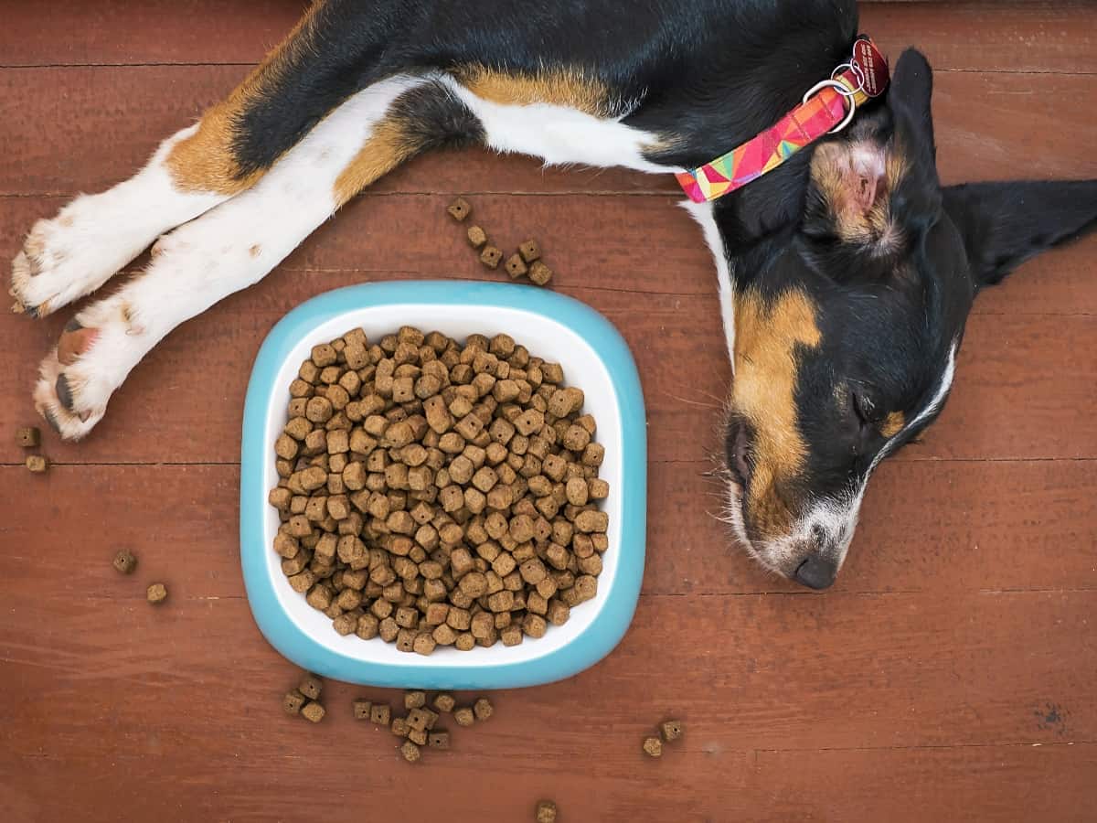 Dog Not Eating Kibble. Fussy Eating Dog Not Eating Kibble but Sleeping at the Side of its Bowl.