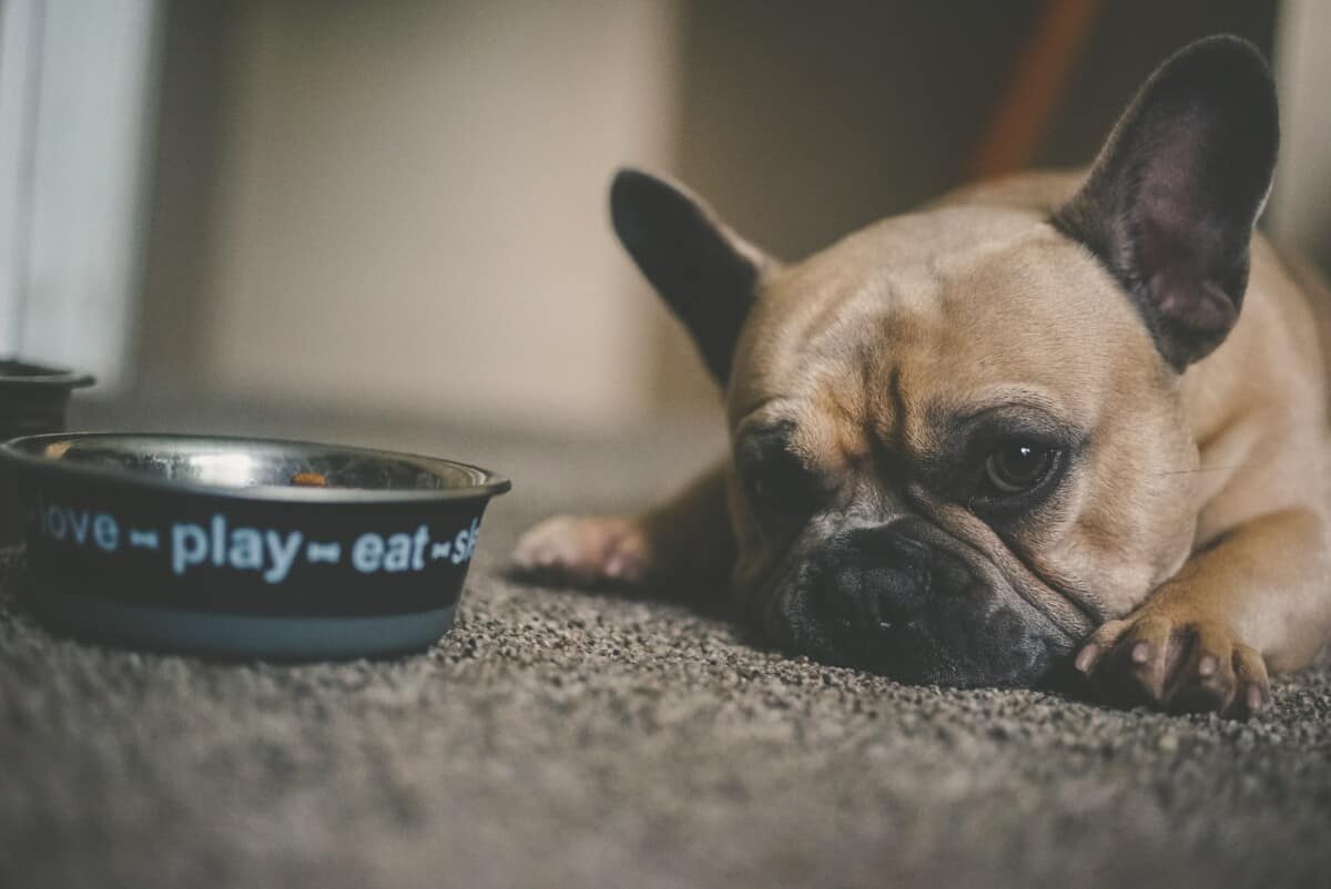 Dog Not Eating and Saving Food For Later