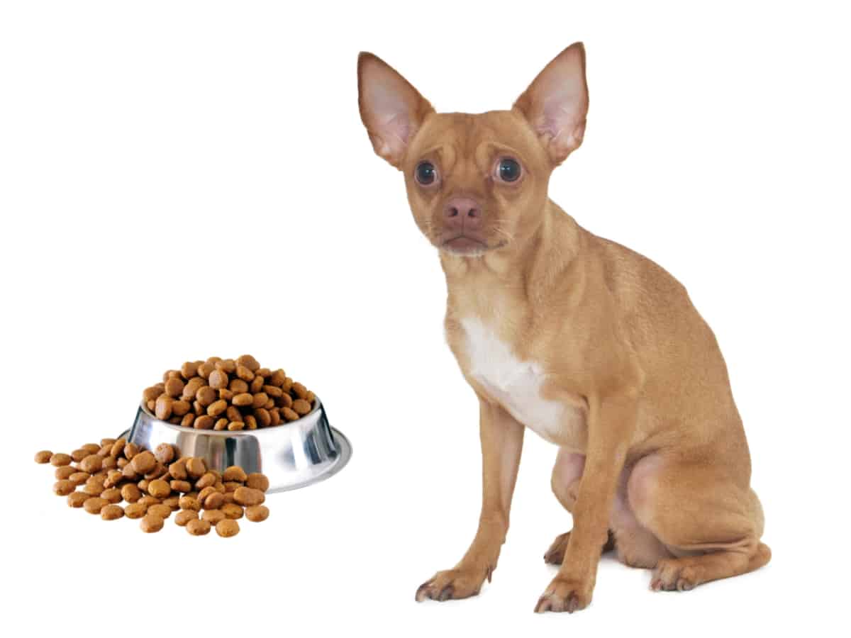 Chihuahua Scared of Food Bowl