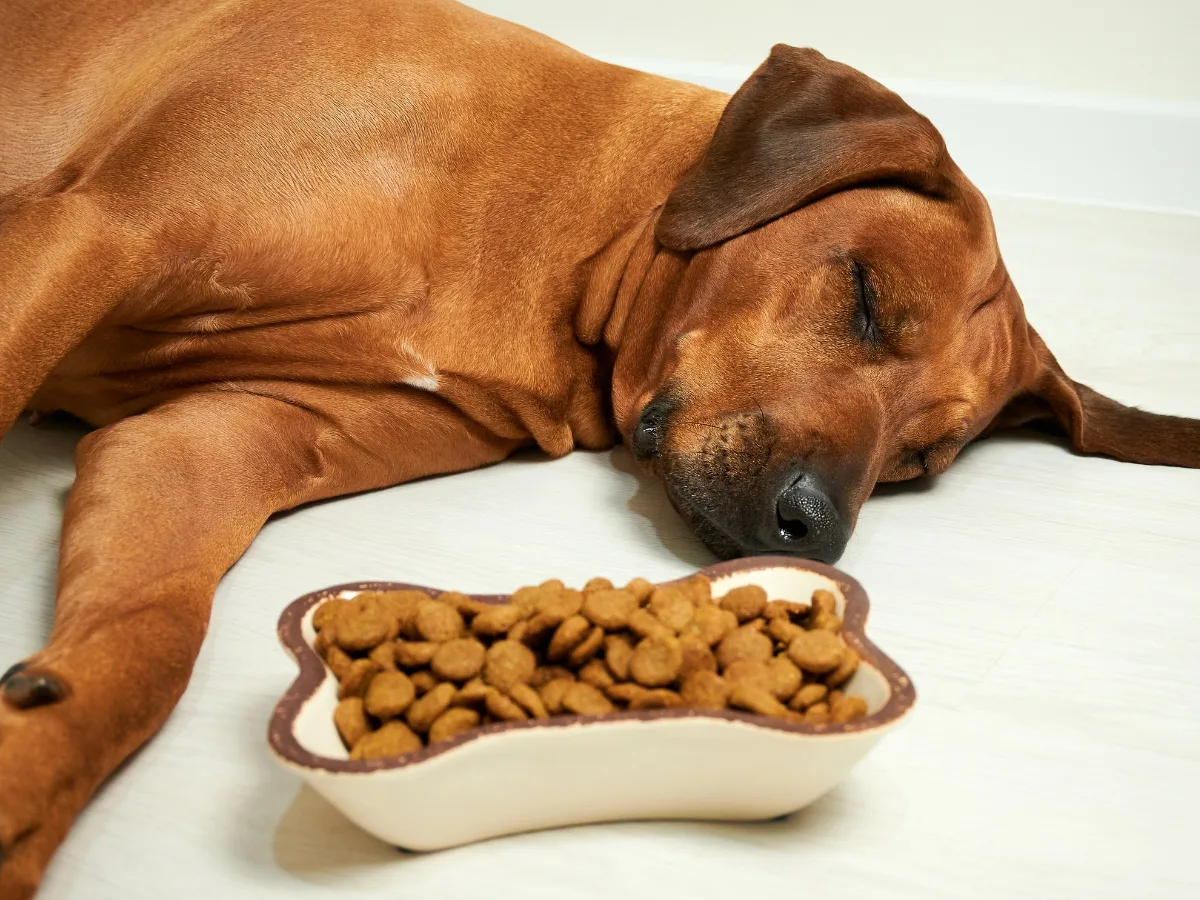 Dog Uninterested in Food and Sleeping next to his food.