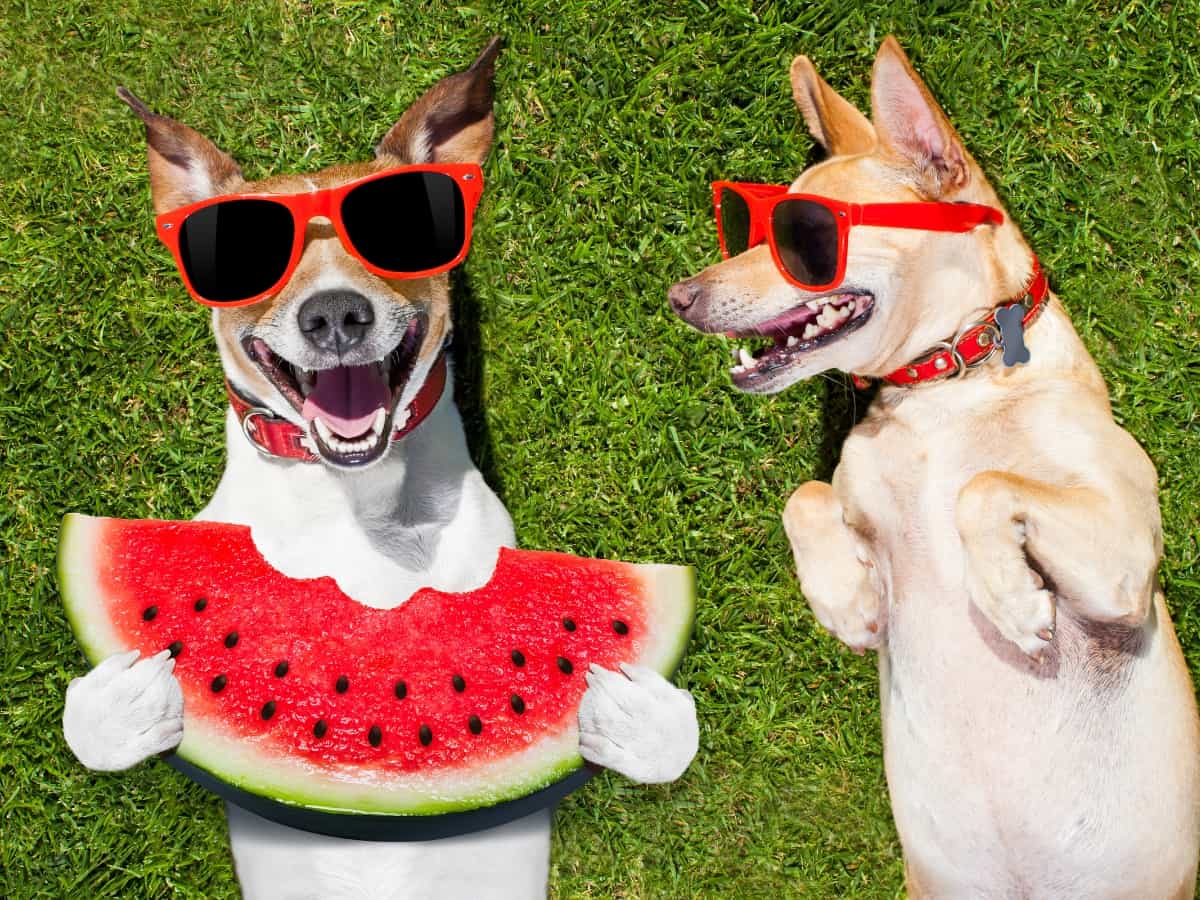 Funny Dogs Wearing Sunglasses and eating Watermelon in the sun. How To Get Your Dog Eating In Hot Weather