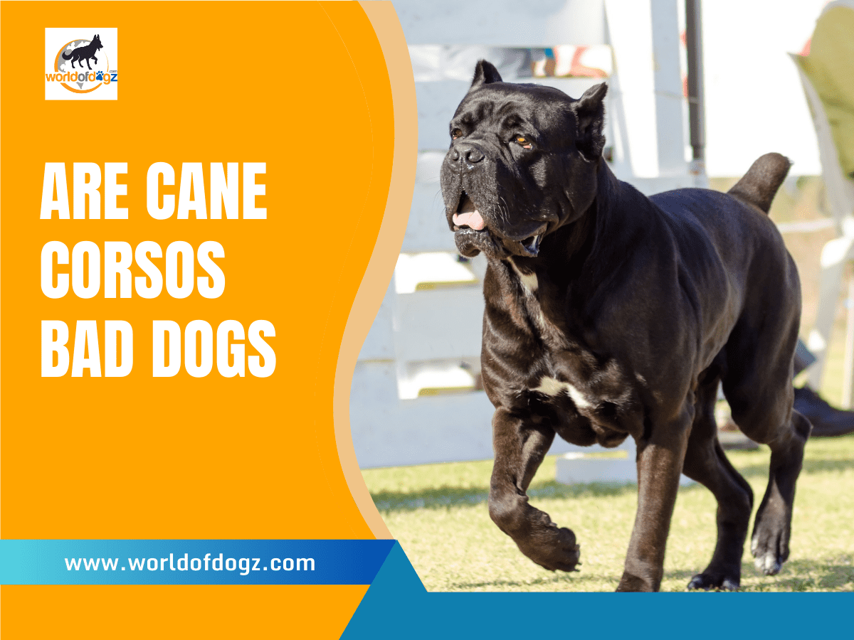 Are Cane Corsos Bad Dogs?