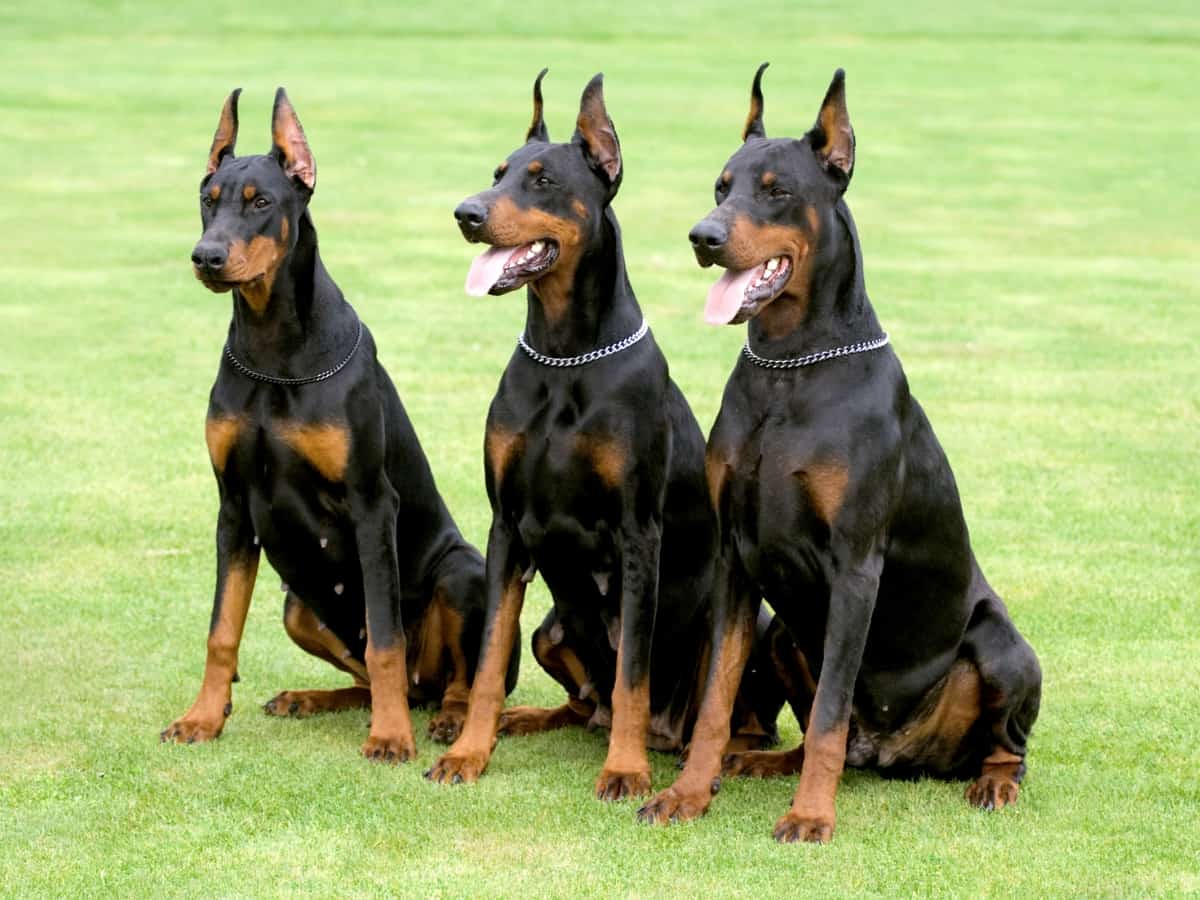 Are Dobermans Bad Dogs?