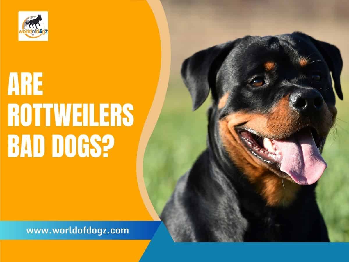 Are Rottweilers Bad Dogs?