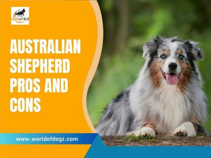 Australian Shepherd Pros and Cons