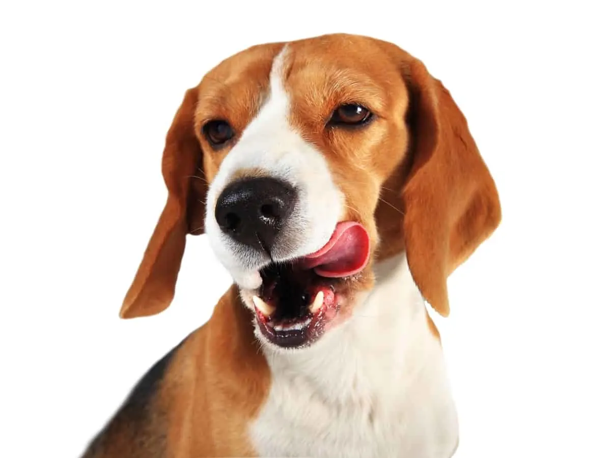 Beagle Licking
