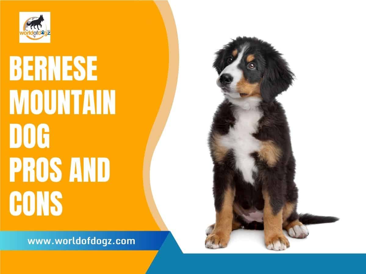 Bernese Mountain Dog Pros and Cons