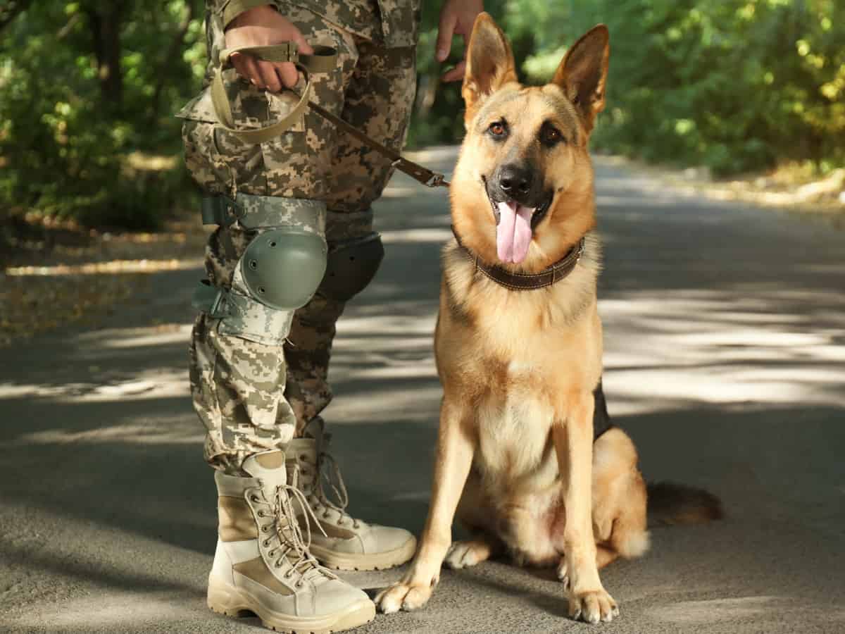 Best Diet for Working Dogs. Military German Shepherd