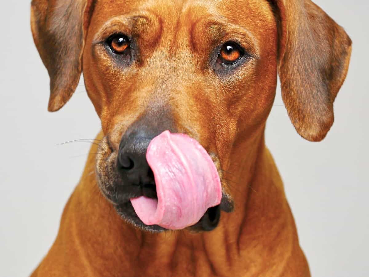 Brown Dog Licking