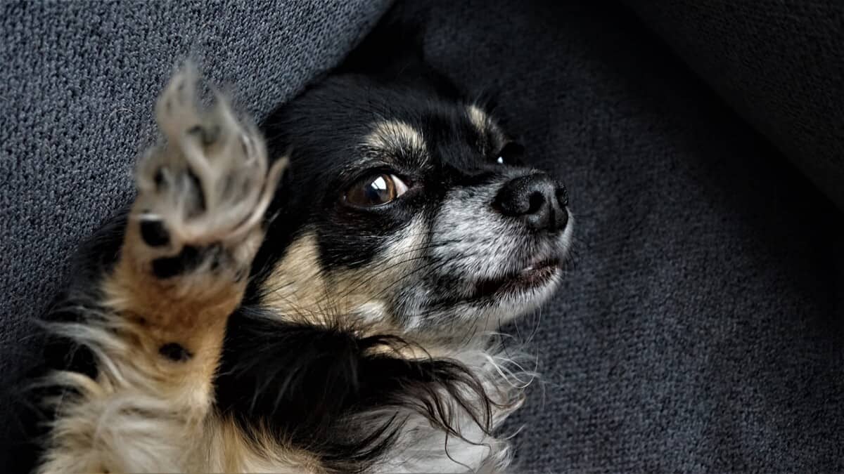 Chihuahua Paws Up