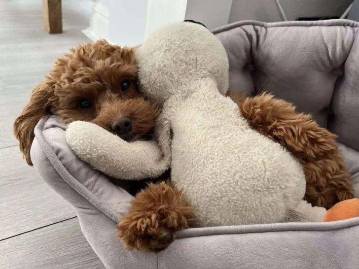 Cockapoo In Bed With Toy