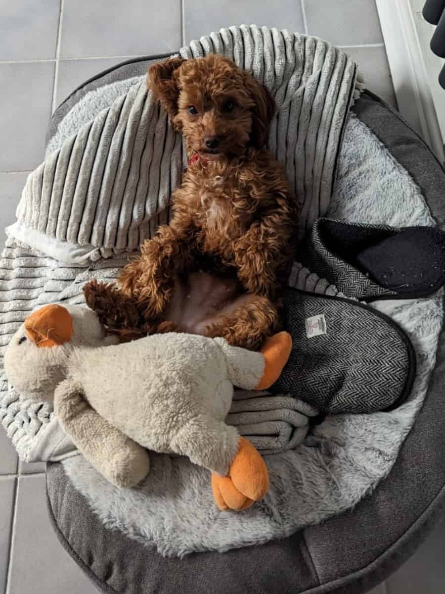 Cockapoo In Bed With a Toy