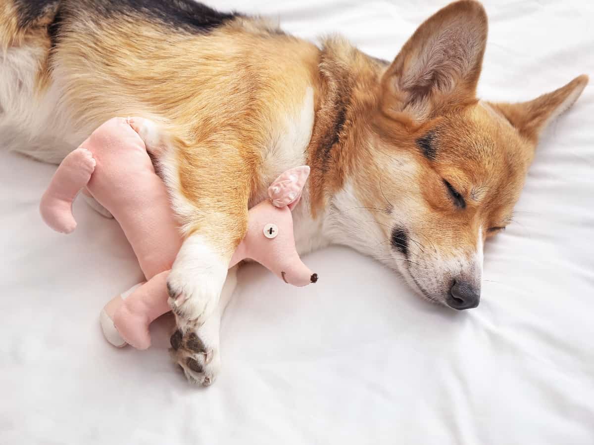 Corgi In Bed With Toy