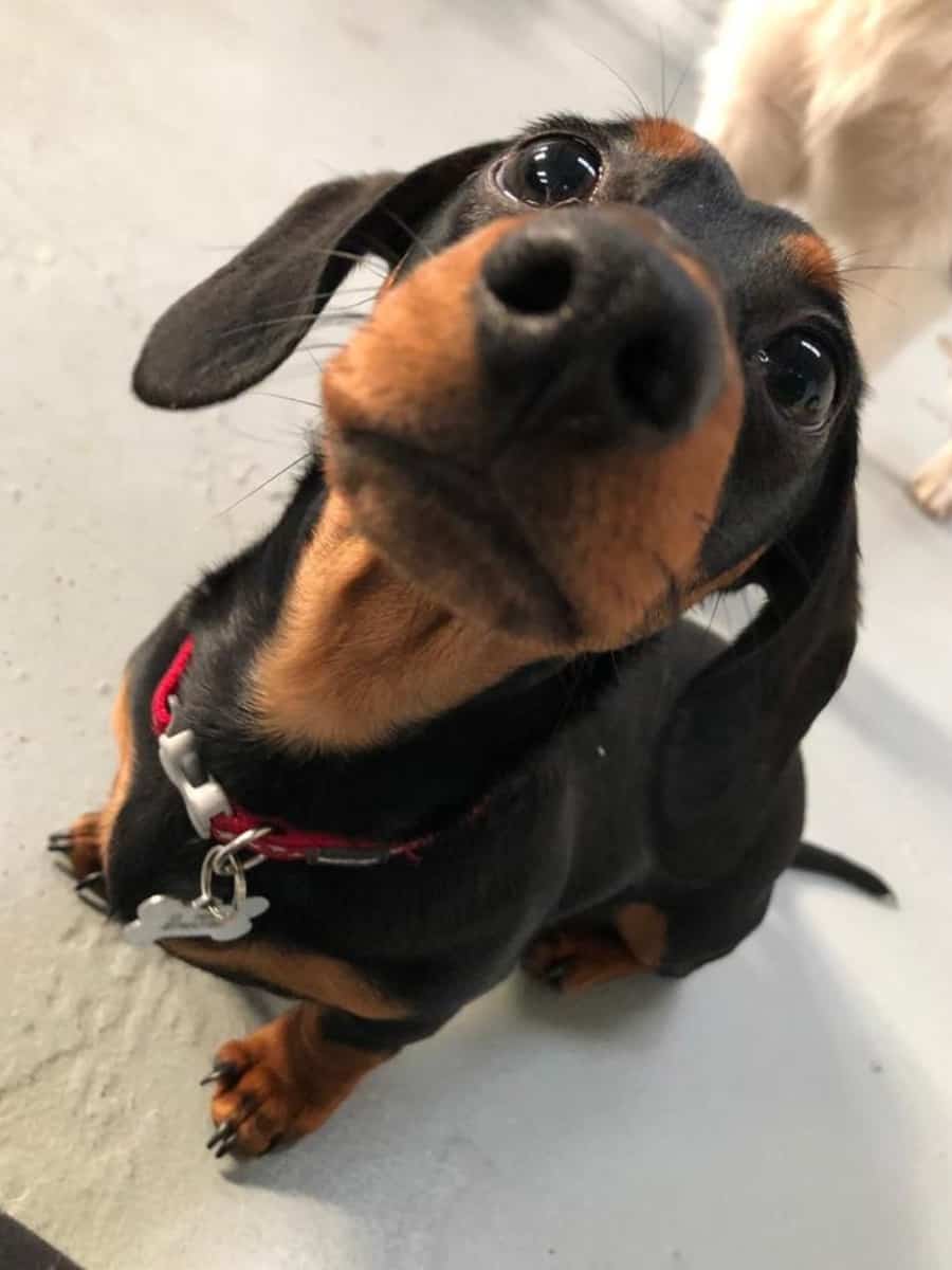 Dachshund Looking Up