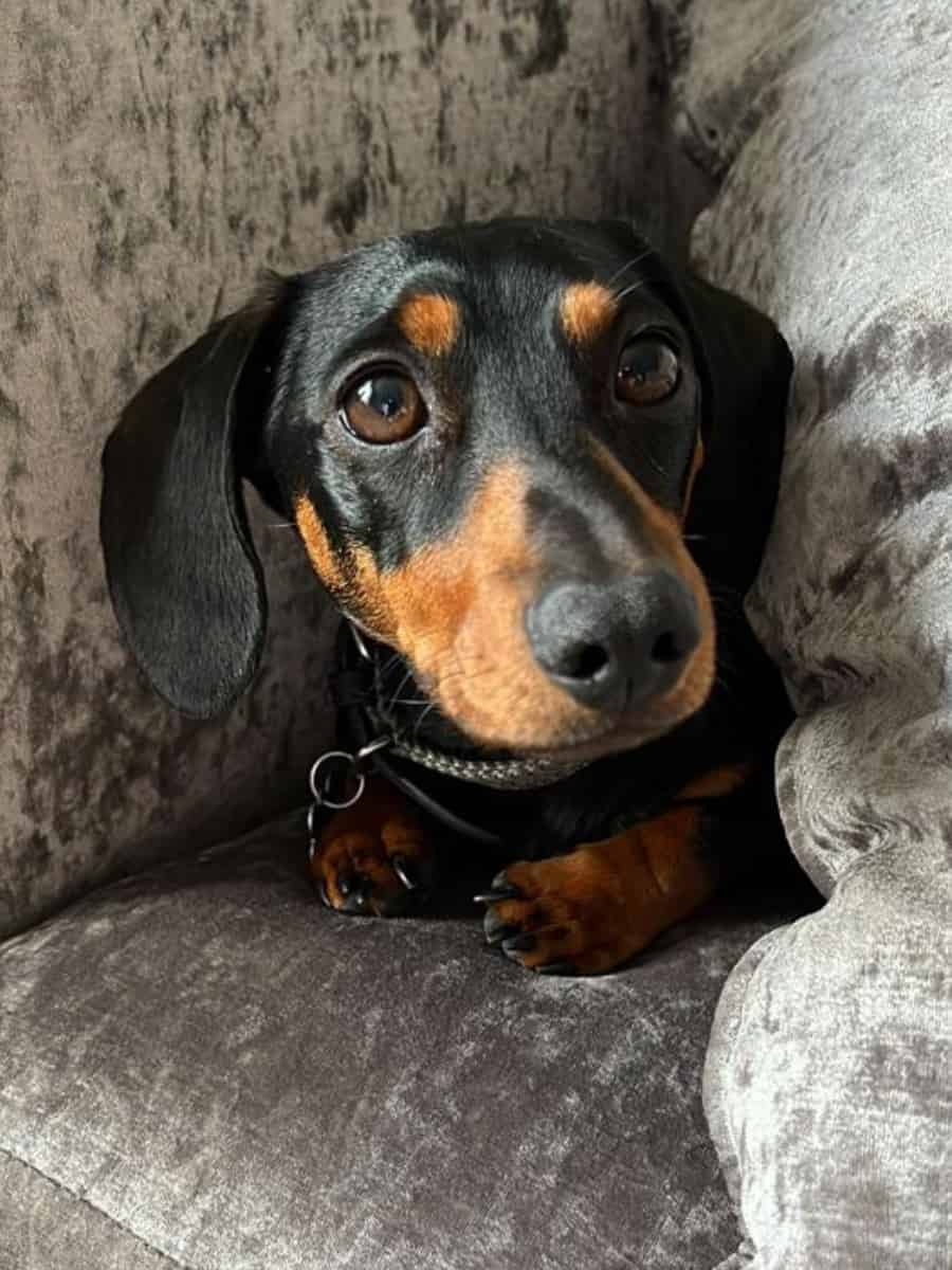 Dachshund Snuggled In Couch