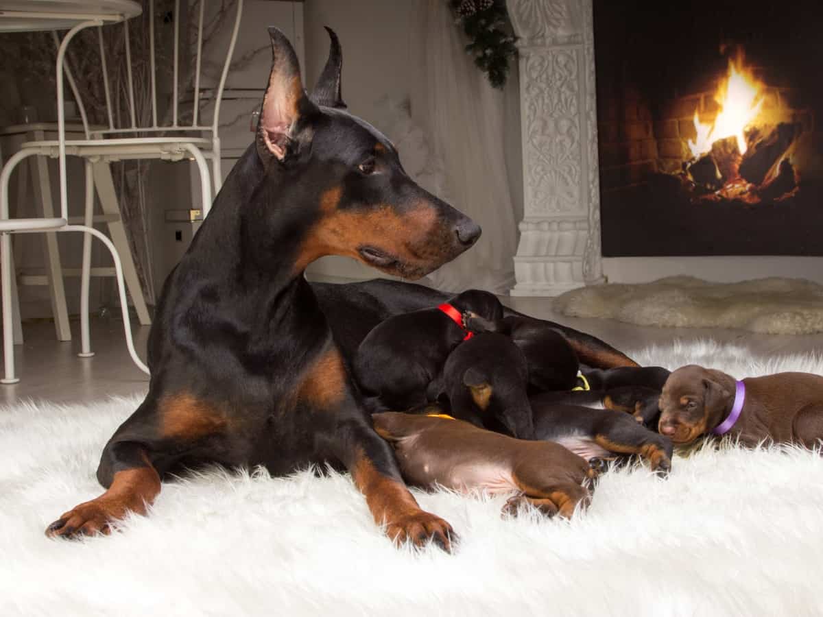 Doberman Breeding Age. A Doberman With Her Young Puppies.