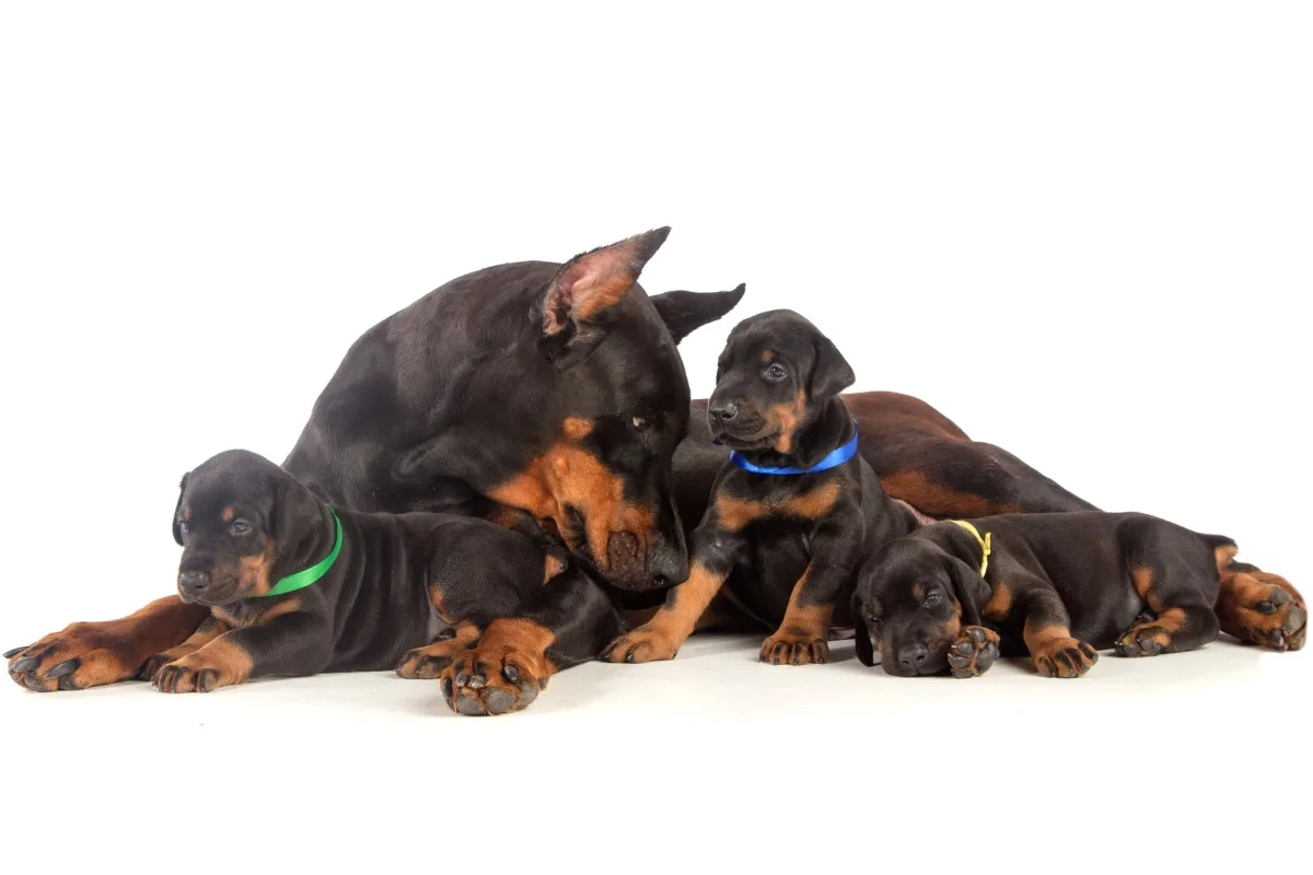 Doberman with three pups.