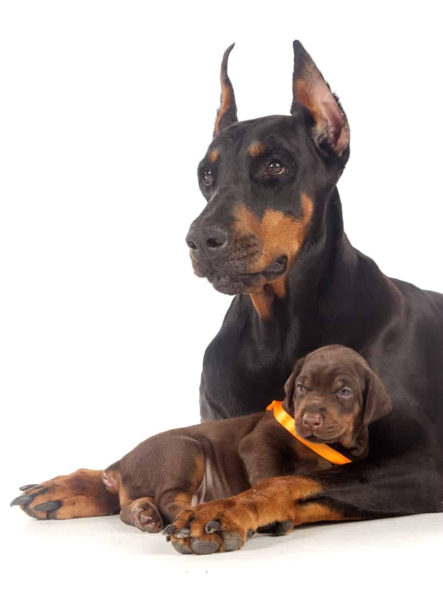 Doberman with her puppy. Best age for breeding a Doberman.